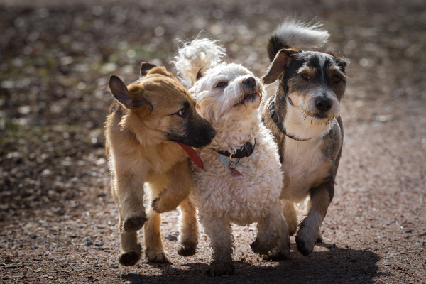 Three Dogs