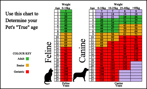 A W Animal Hospital - Surveillance Screening